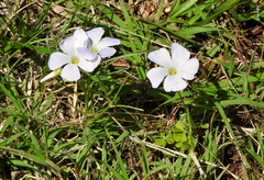 Oxalis sellowiana