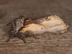 Oedemasia concinna