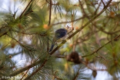 Aphelocoma ultramarina