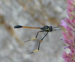 Systropus arizonicus