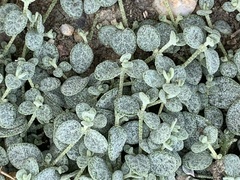 Atriplex buchananii