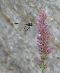 Systropus arizonicus