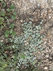 Atriplex buchananii
