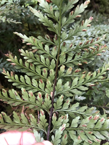 Asplenium acuminatum