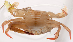 Achelous spinimanus