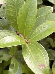 Metrosideros fulgens