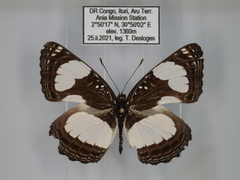 Neptis serena serena