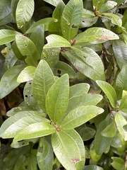 Metrosideros fulgens