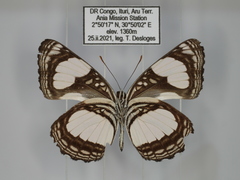 Neptis serena serena