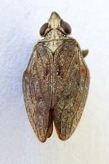 Fowlerium productum