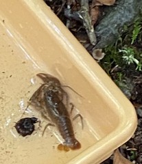 Cambarus bartonii bartonii