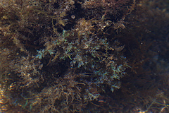 Ericaria selaginoides
