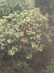Rhododendron