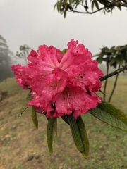 Rhododendron arboreum