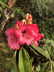 Rhododendron arboreum