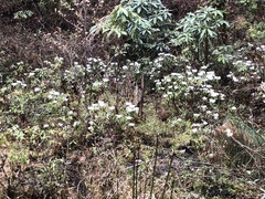 Rhododendron