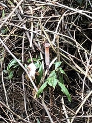 Arisaema nepenthoides