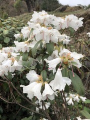 Rhododendron ciliatum