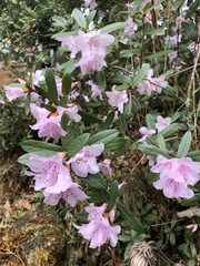 Rhododendron virgatum