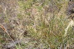 Stirlingia