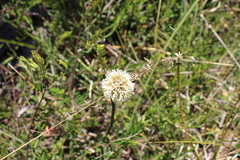 Dasypogon