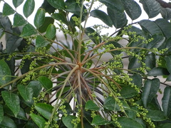 Ailanthus fordii