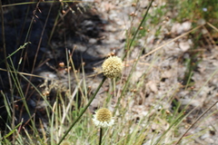 Dasypogon