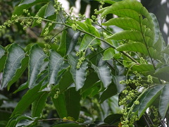 Ailanthus fordii