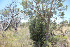 Adenanthos
