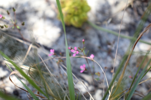 Levenhookia stipitata (Levenhookia stipitata)