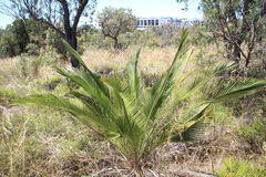 Macrozamia fraseri