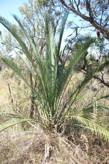 Macrozamia fraseri