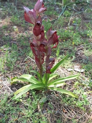 Bilamellaria