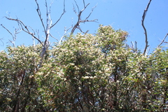Eucalyptus marginata