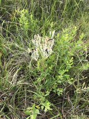 Arnoglossum plantagineum