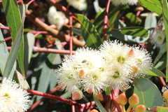 Eucalyptus marginata