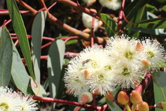 Eucalyptus marginata