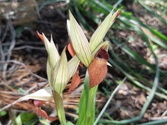 Bilamellaria