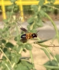Megachile umbripennis