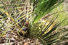 Macrozamia fraseri