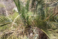 Macrozamia fraseri