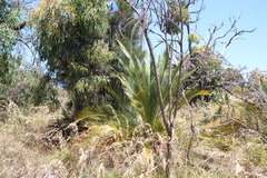 Macrozamia fraseri