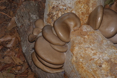 Pleurotus columbinus