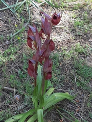 Bilamellaria
