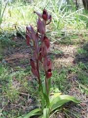 Bilamellaria
