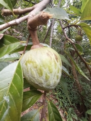Annona reticulata