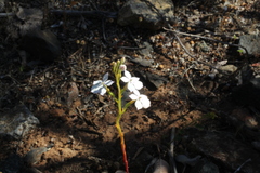 Isotoma hypocrateriformis