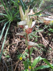 Bilamellaria