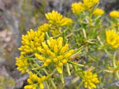 Pteronia paniculata