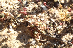 Drosera miniata